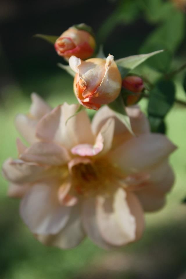 Crepuscule, lightly fragrant to my nose.